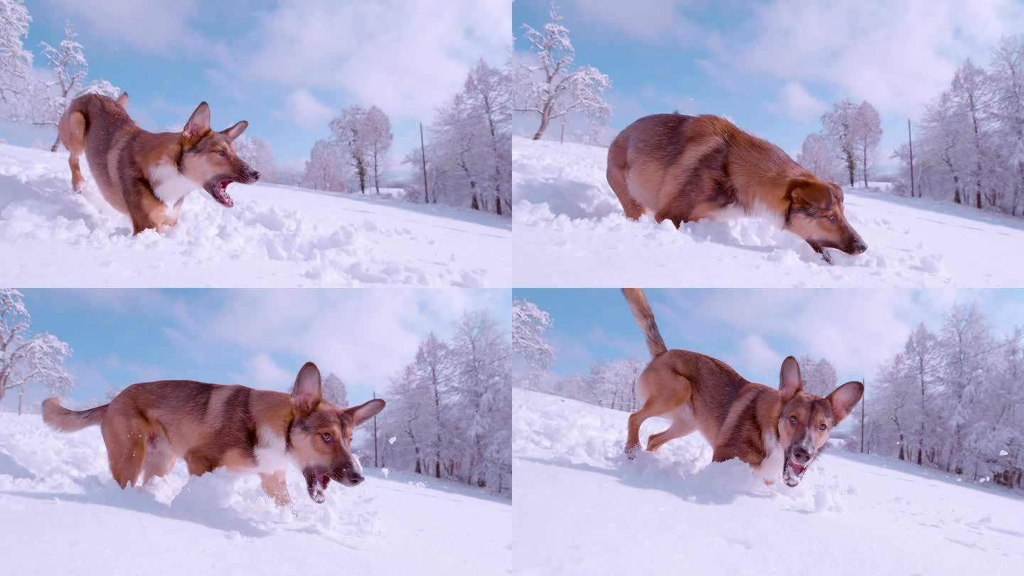 慢镜头:精力充沛的可爱小狗在刚下过的雪中追着滚雪球跳跃