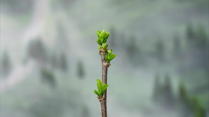 树木发芽春天植物生长延时摄影视频