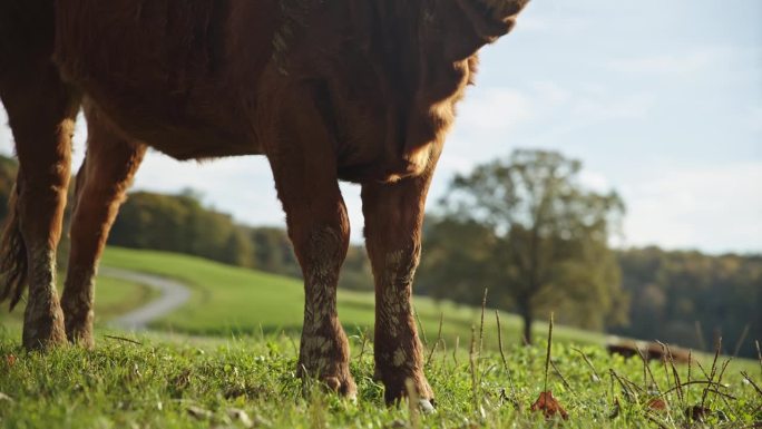 低矮的棕色奶牛站在草地上