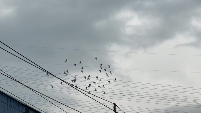 天空鸽子【120帧】阴天天空一群鸟儿飞过