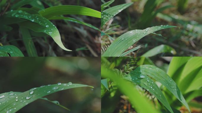 清晨 露珠 草 绿色 叶子 水滴