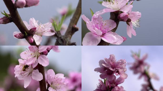 桃花 春天 春雨 春风 花瓣飘落