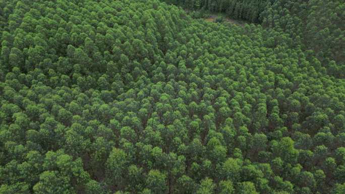 人工林树林林业山林树木