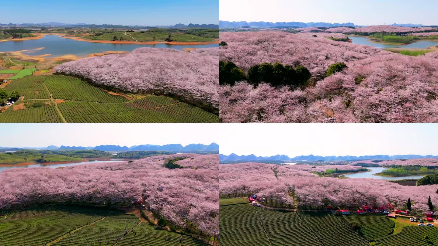 贵州樱花平坝万亩樱花园清镇茶园花海观景区