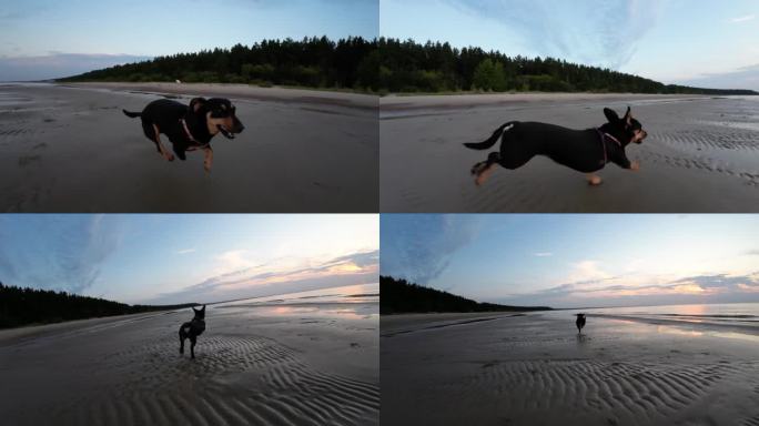 小黑狗在日落时沿着海边的沙滩奔跑。缓慢的运动。