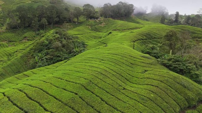 清晨日出前的新鲜绿茶种植园。鸟瞰马来西亚金马伦高地山上雾蒙蒙的茶树