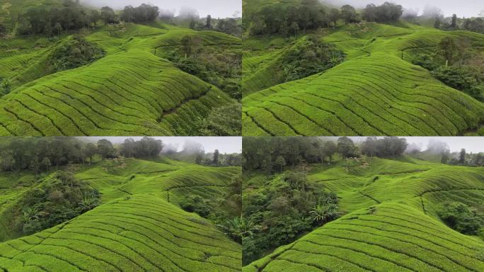 清晨日出前的新鲜绿茶种植园。鸟瞰马来西亚金马伦高地山上雾蒙蒙的茶树