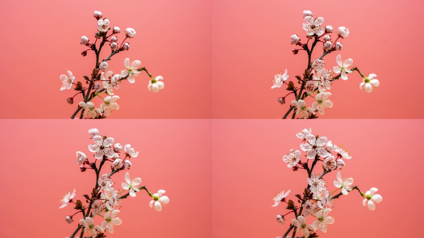 时间流逝与盛开的樱花粉红色的背景。