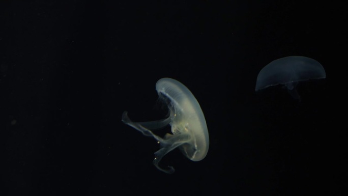 在黑暗水域游泳的水母