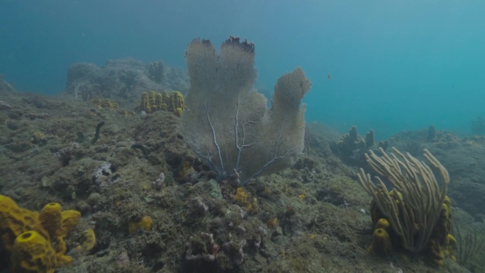 海扇在加勒比海一个漂亮的礁石上随着洋流移动。用佳能R5拍摄的4K画面。