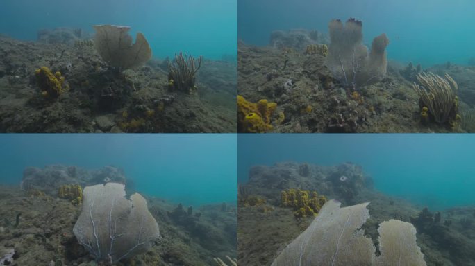 海扇在加勒比海一个漂亮的礁石上随着洋流移动。用佳能R5拍摄的4K画面。