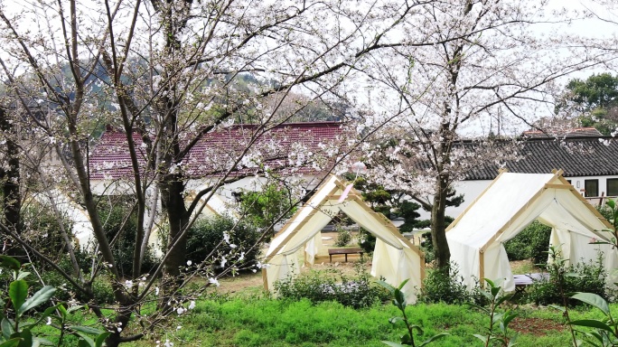 樱花丛里的户外帐篷 春天休闲度假赏樱空镜