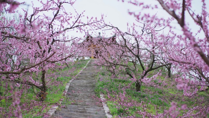 春暖桃花开