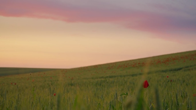 在黄昏的光辉下，广阔的麦田里，点缀着鲜艳的罂粟花，大自然的辉煌交响曲