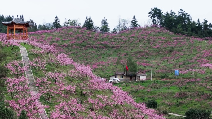 桃花基地