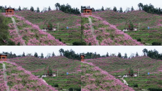 桃花基地