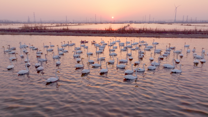 成群天鹅戏水迁徙天鹅湖夕阳余晖航拍