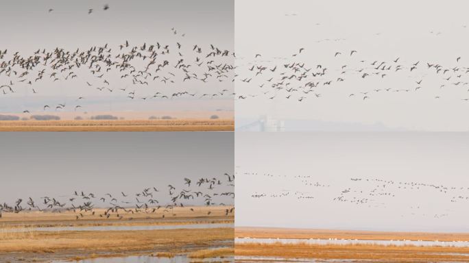 湿地常见野生鸟类——鸿雁-集群