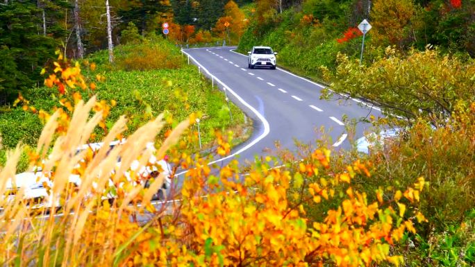 在秋叶缭绕的道路上行驶的汽车:长野涩笼