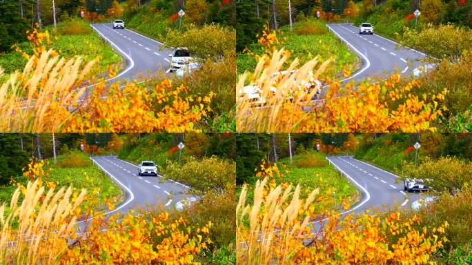 在秋叶缭绕的道路上行驶的汽车:长野涩笼