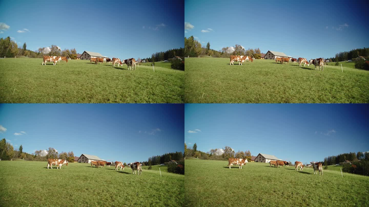 一群牛在农村的草山上吃草。新鲜空气中的奶牛。