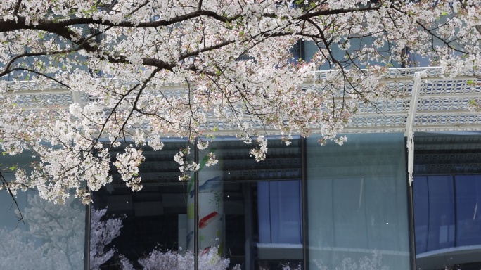 春天现代建筑旁即将凋零的樱花