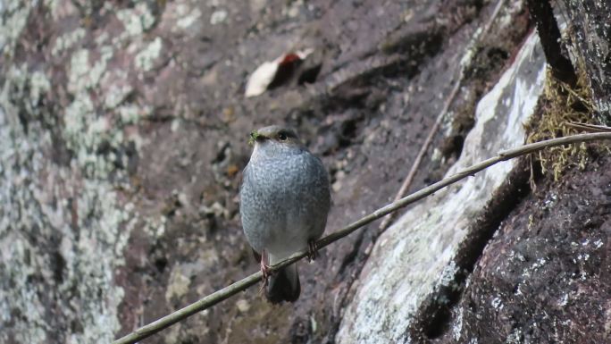 瀑布峡谷的小鸟 鸟儿站在枝头