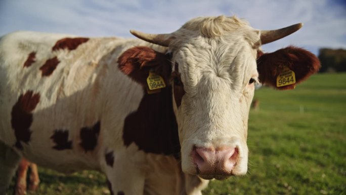 耳朵贴着标签的奶牛在草地上吃草