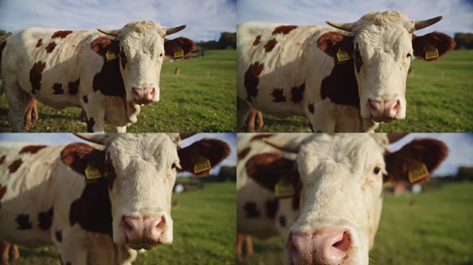 耳朵贴着标签的奶牛在草地上吃草