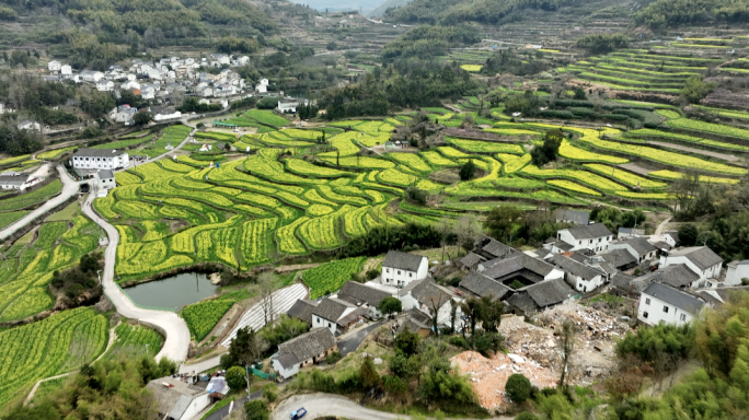 宁波奉化大堰油菜花田