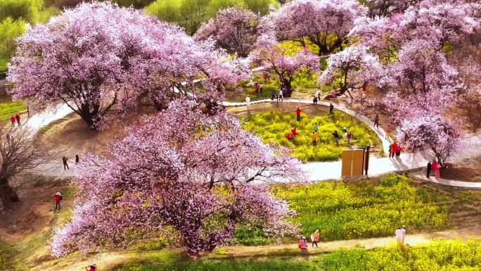 西藏林芝桃花波密桃花