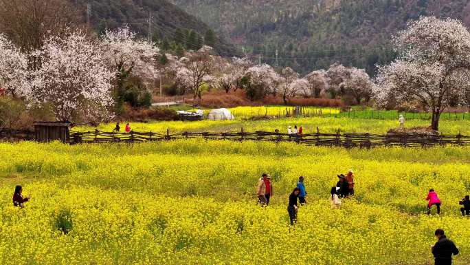 西藏林芝嘎拉村桃花