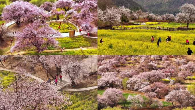 西藏林芝嘎拉村桃花