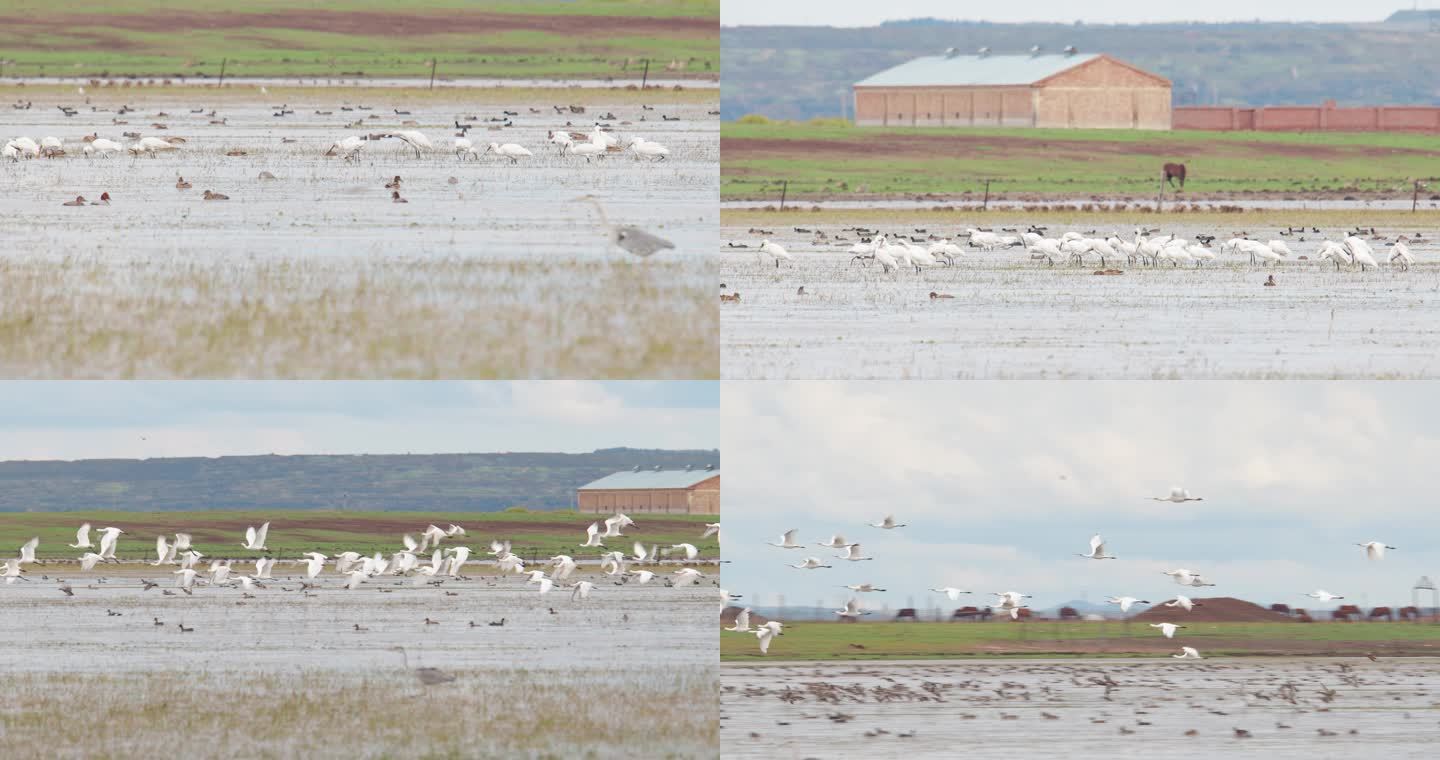 湿地常见野生鸟类——白琵鹭-秋日