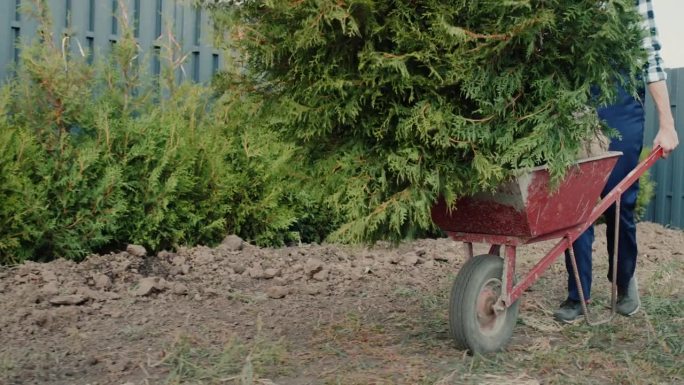 园丁沿着树篱推着一辆手推车，车上载着绿树苗。挨家挨户的景观