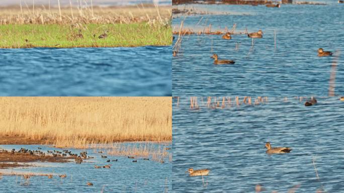 湿地野生鸟类——翅膀鸭