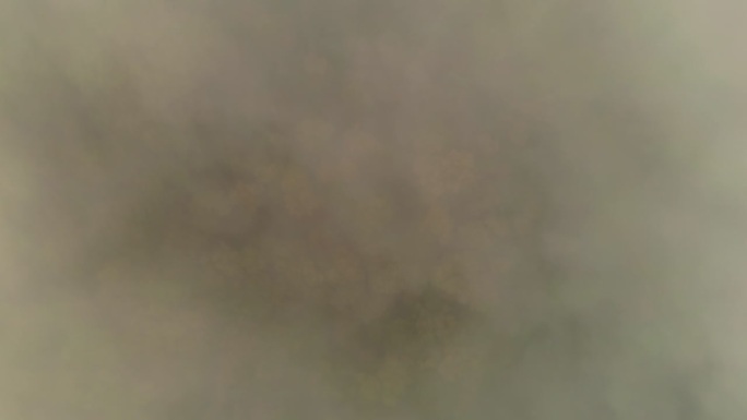 正上方拍摄的浓雾笼罩的森林中茂密的树木