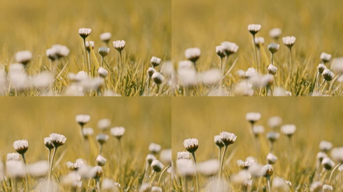 《阳光下的雏菊花清新、英格兰东北部、英国