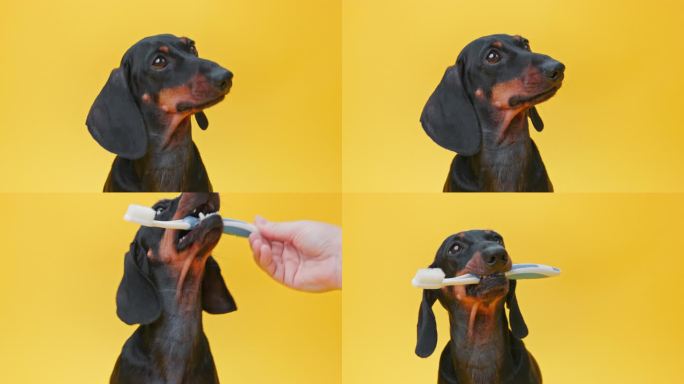 腊肠狗聚精会神地看了看，把牙刷放在牙齿上，然后把它掉在地上