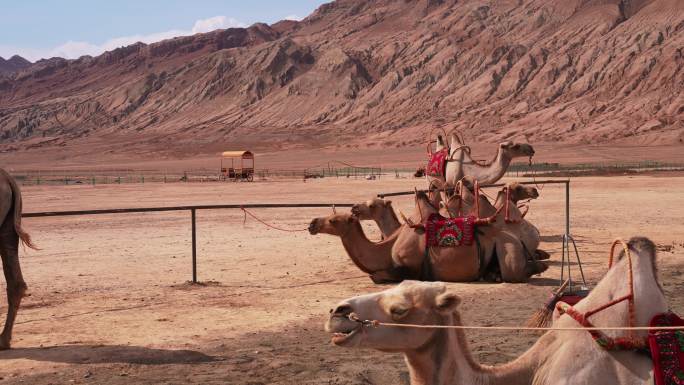 新疆旅游吐鲁番火焰山山脚下骆驼