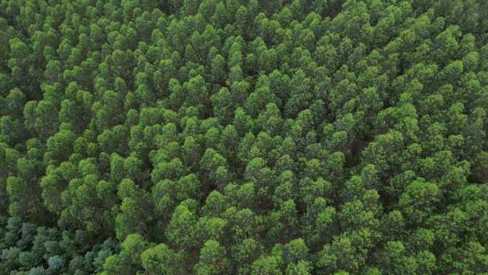 经济林人工林树林林业山林树木