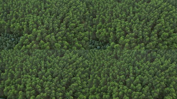 经济林人工林树林林业山林树木