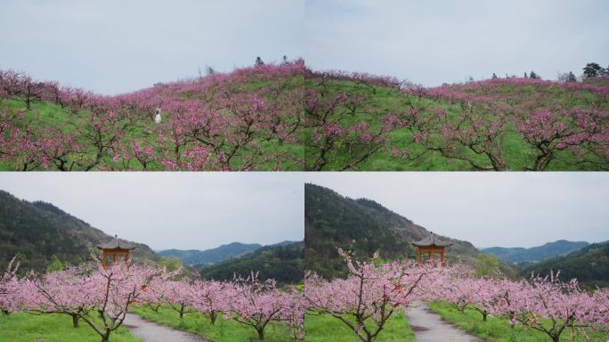 漫山桃花