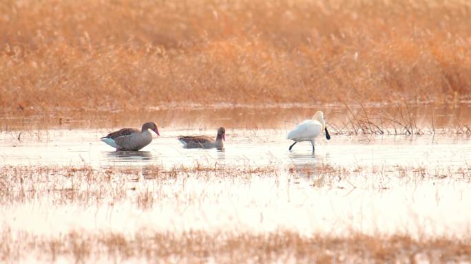 湿地常见野生鸟类——白琵鹭01