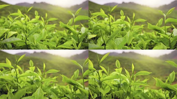 带着雨滴的新鲜绿茶叶子。茶园里潮湿的清晨。镜头穿过茶场的茶叶