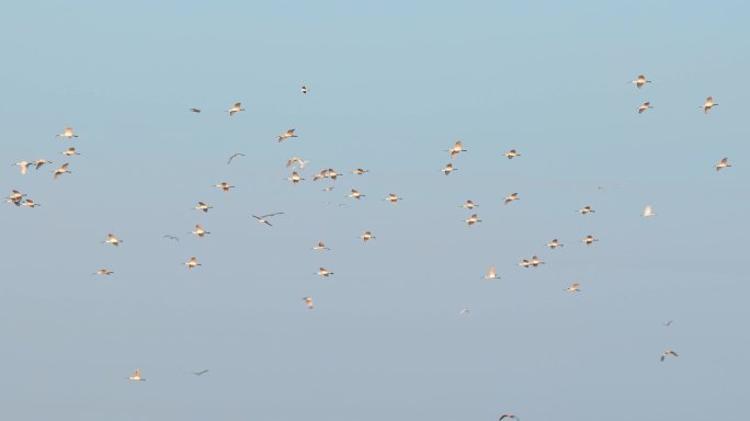 湿地野生鸟类——白琵鹭-集群-飞翔