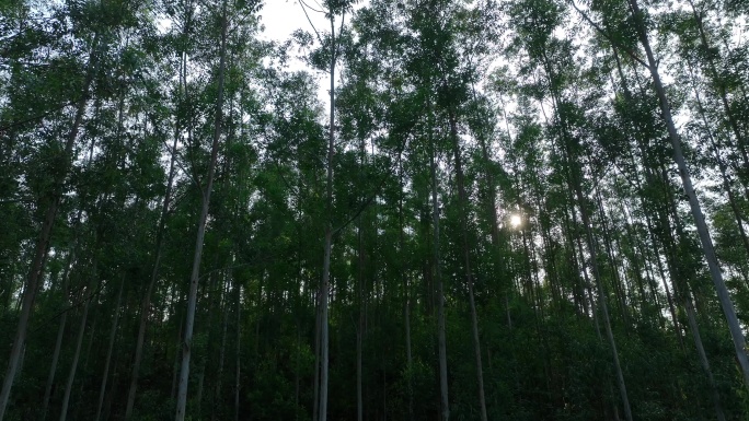 阳光下森林风吹树林大风吹树叶风吹丛林树枝