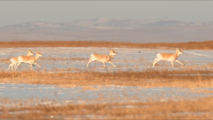 冬季内蒙草原上的黄羊（蒙原羚）奔跑