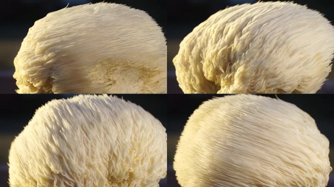 新鲜猴头菇慢镜头展示 菌菇特写