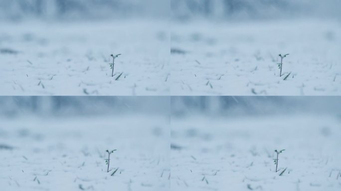 近距离观察孤独的幼苗，从雪中探出头来，在暴风雪中飞舞